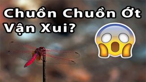 Chuồn chuồn điềm báo gì