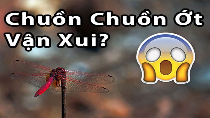Chuồn chuồn điềm báo gì