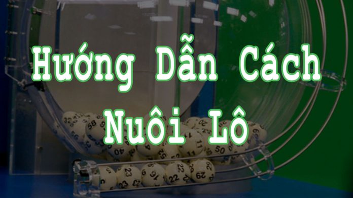 Hướng dẫn cách nuôi lô