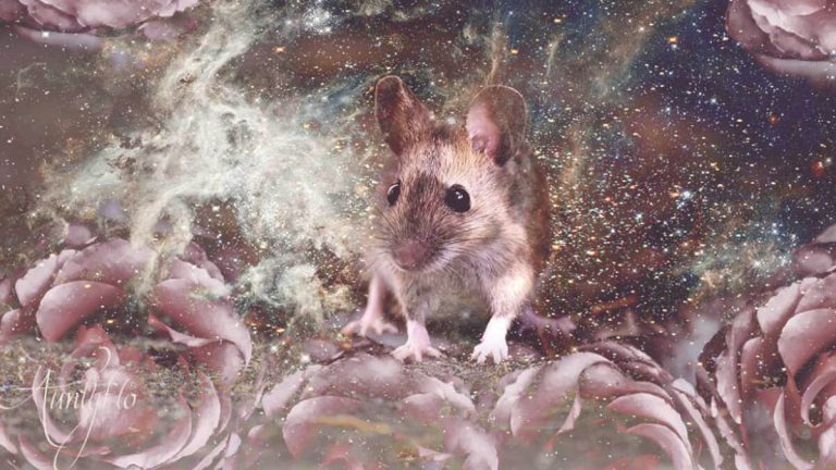 Nằm mơ thấy chuột – Giải mã những con số đề may mắn nhất