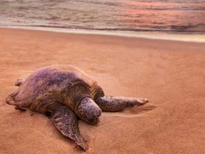 Nằm mơ thấy rùa