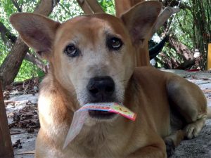 chú chó bán vé số