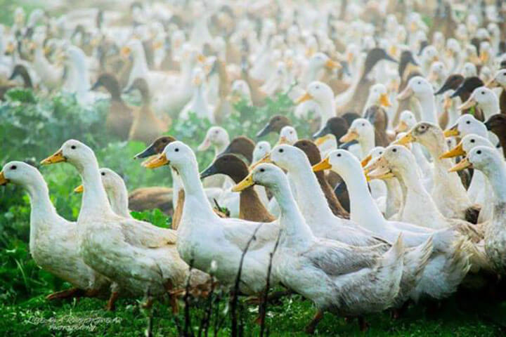 Mơ thấy bày vịt 