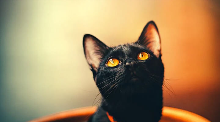 mơ thấy mèo đen