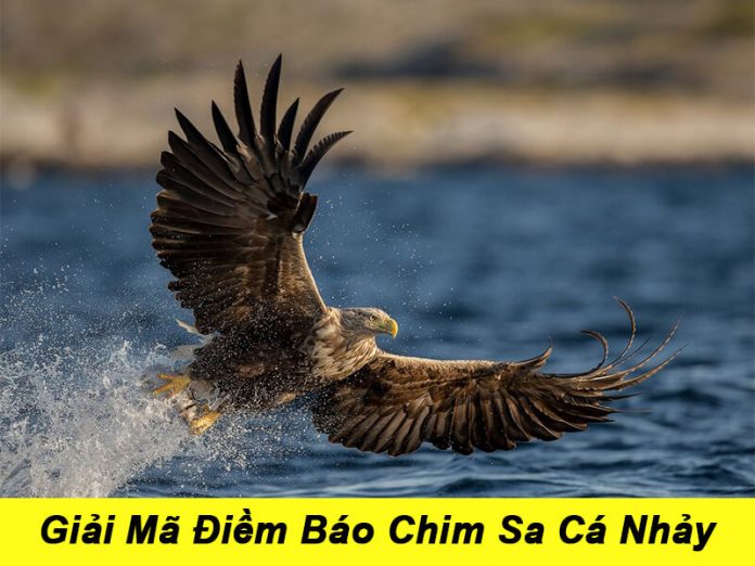 Chim sa cá nhảy điềm báo điều gì?