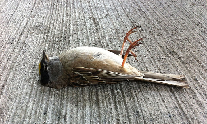 chim chết trước cửa nhà