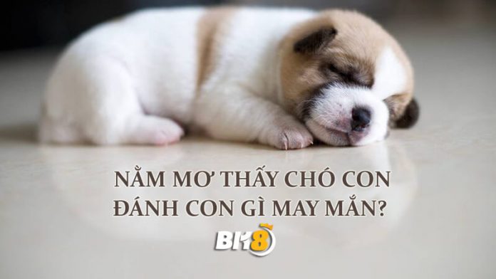 mơ thấy đàn cho con đánh số mấy