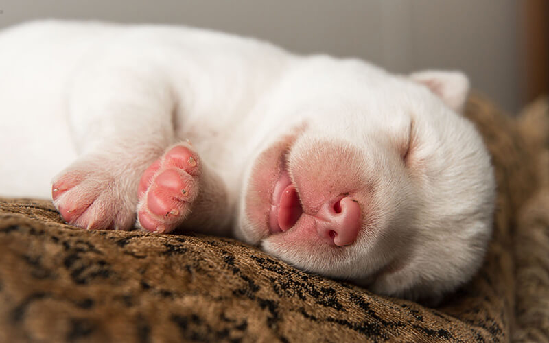 Ngủ mơ thấy đàn chó con màu trắng