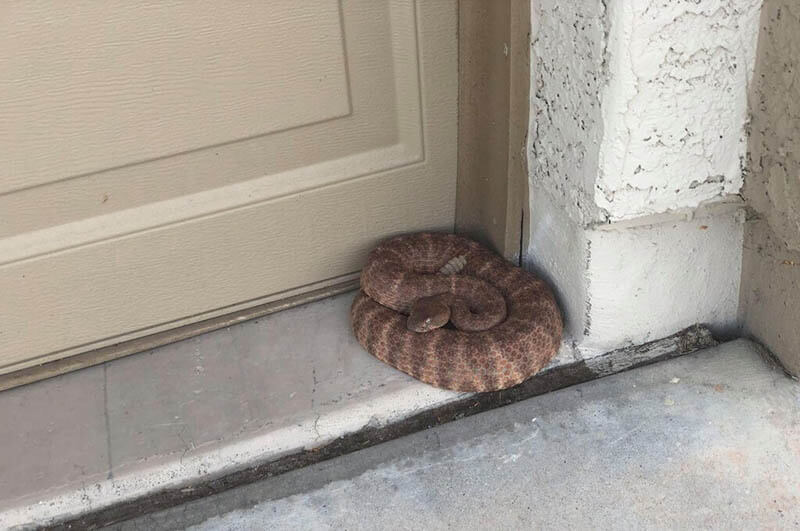 việc gặp rắn vào nhà là điềm gì 