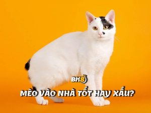 mèo vào nhà tốt hay xấu