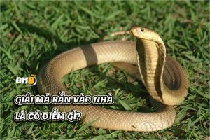 Rắn vào nhà là điềm gì? Liệu xui hay hên?