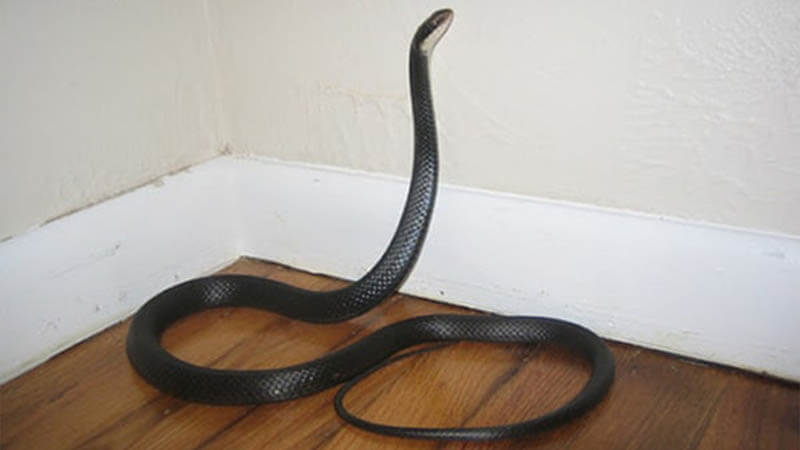 Khi được hỏi từ rắn vào nhà là điềm gì